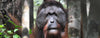 <strong>Orangutan Research + Product Sponsorship with Rutgers University</strong>